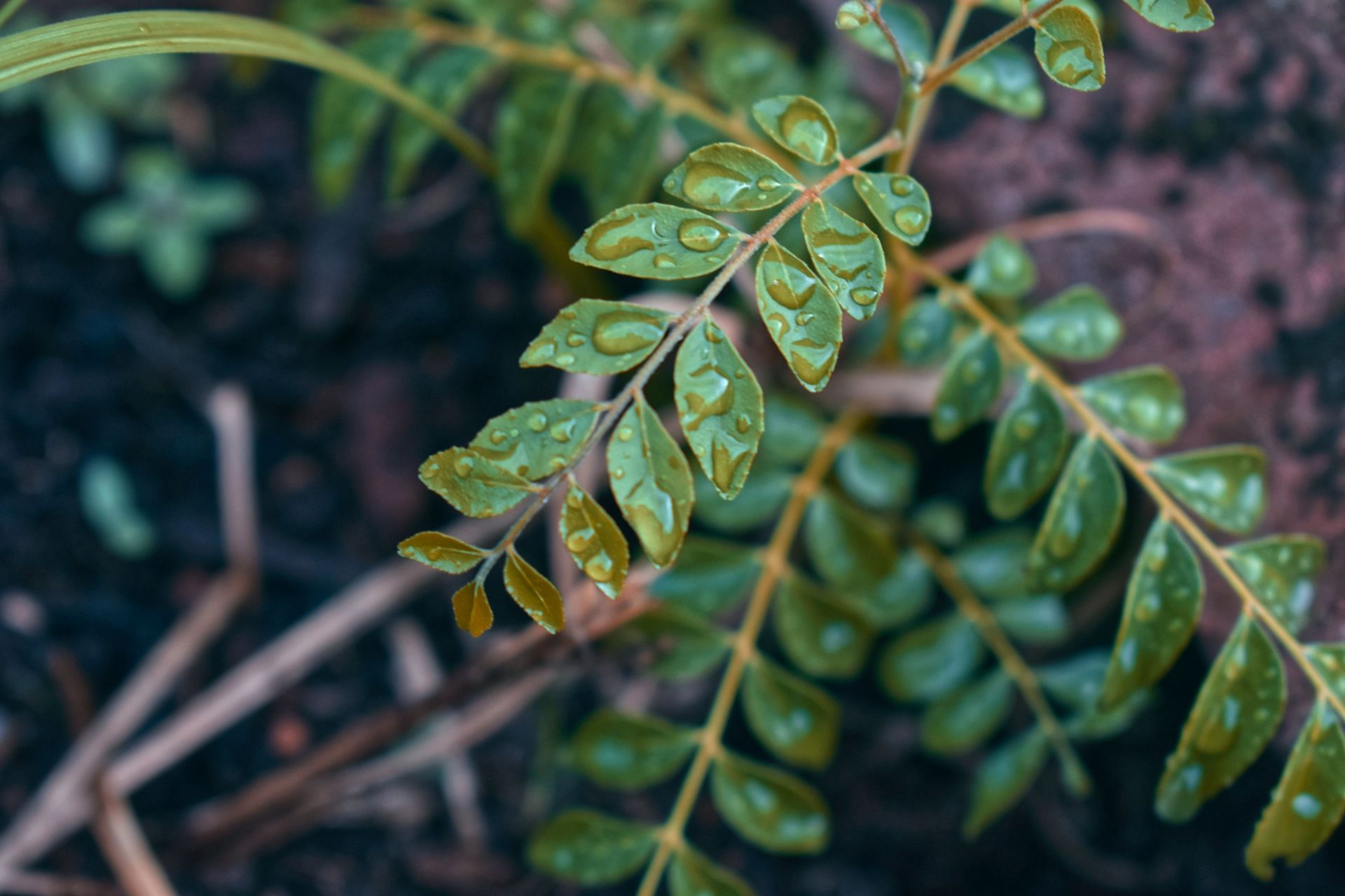 Curry-leaves for hair growth (Image via Unsplash/Jordan)